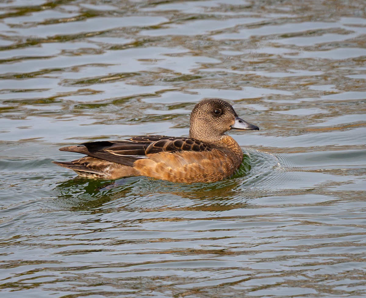 アメリカヒドリ - ML645328715