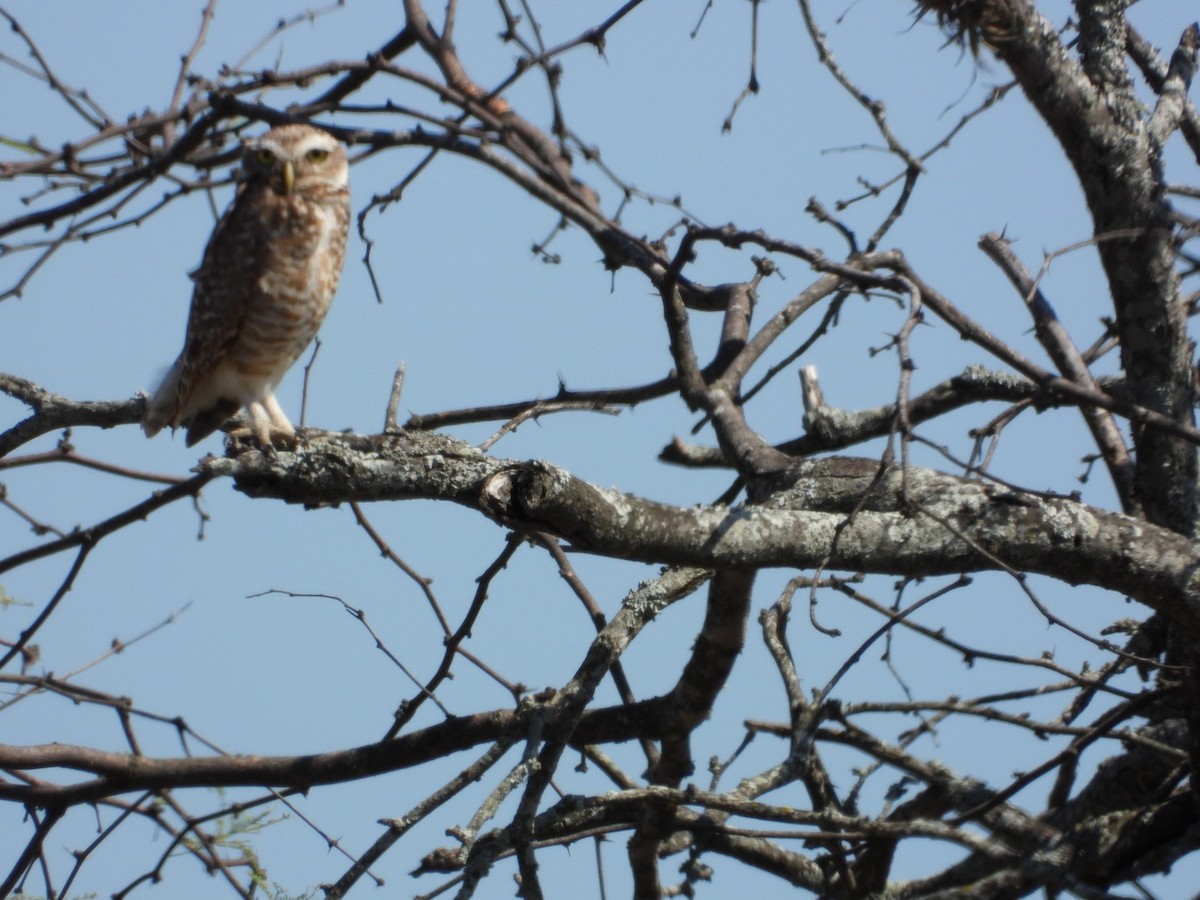 アナホリフクロウ - ML645328719