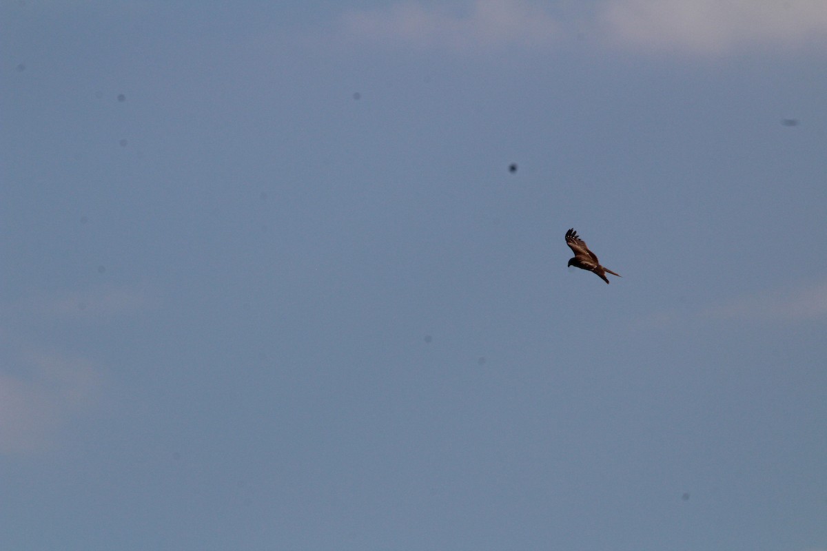 トビ - ML645328724