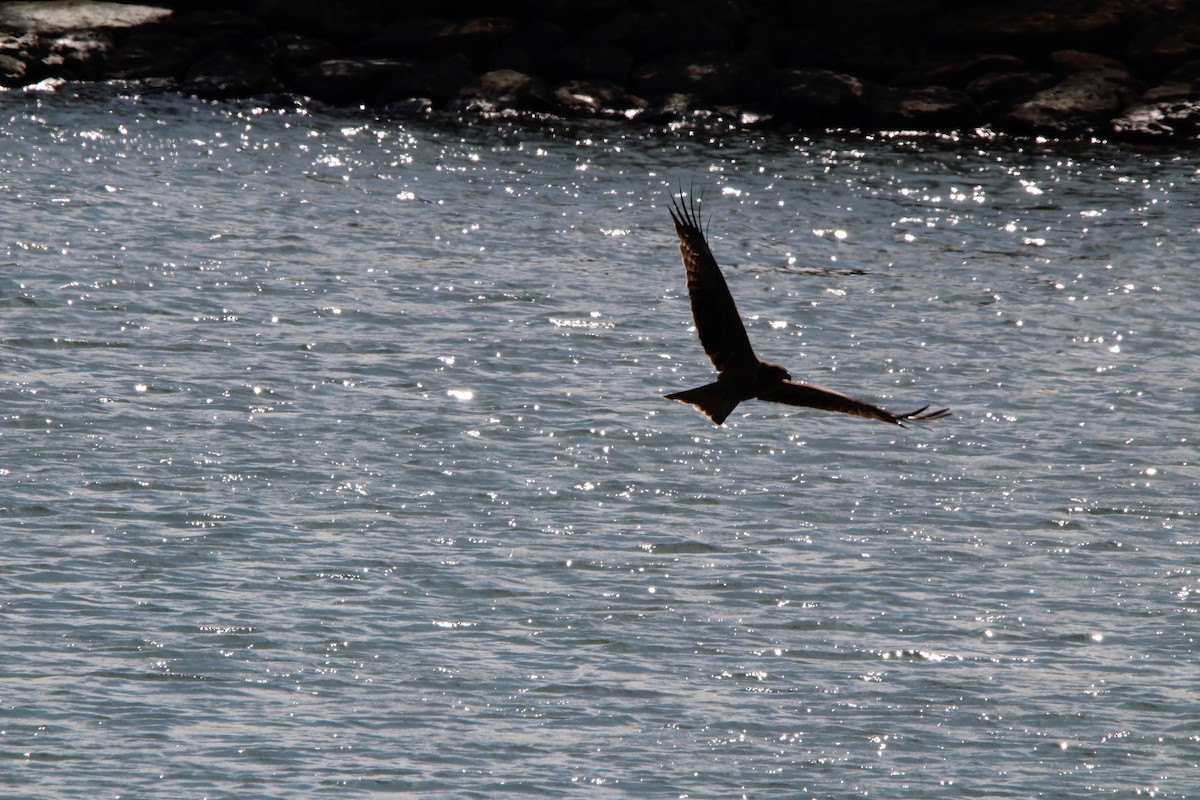 トビ - ML645328725