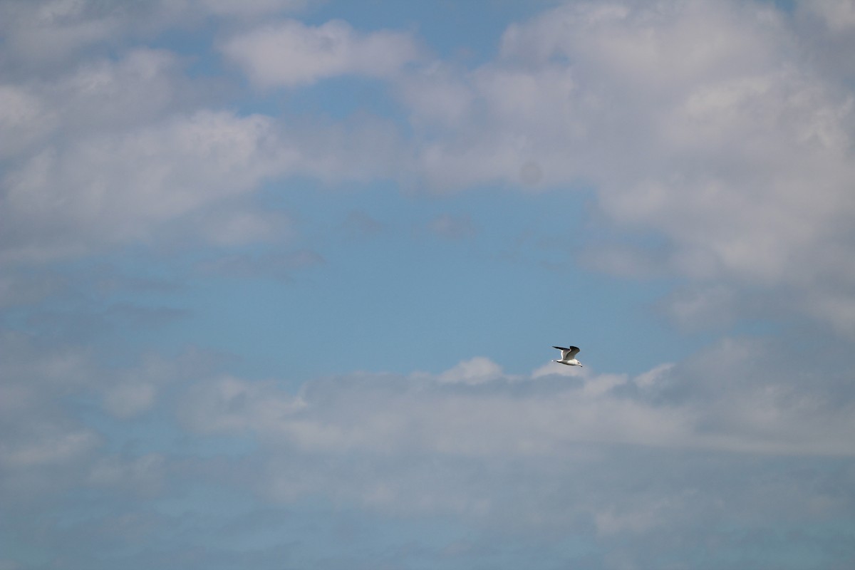 japanmåke - ML645328736