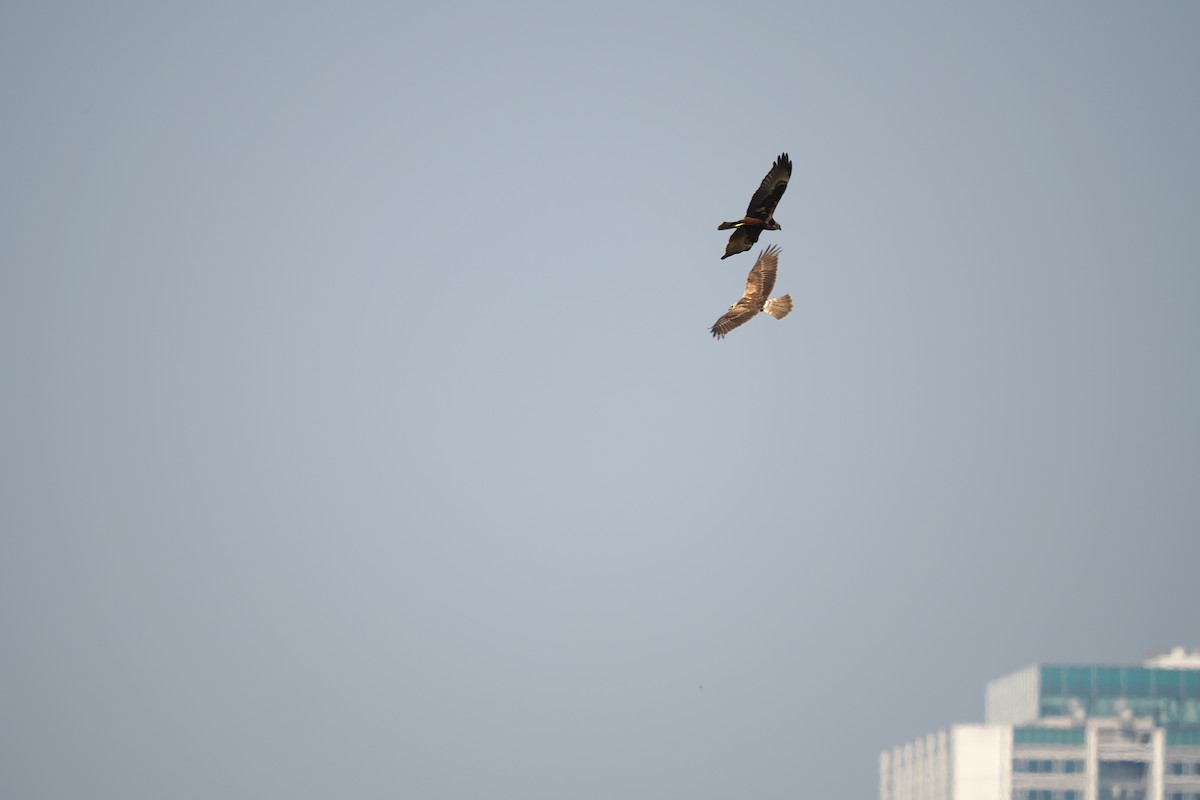 Eastern Marsh Harrier - ML645328739