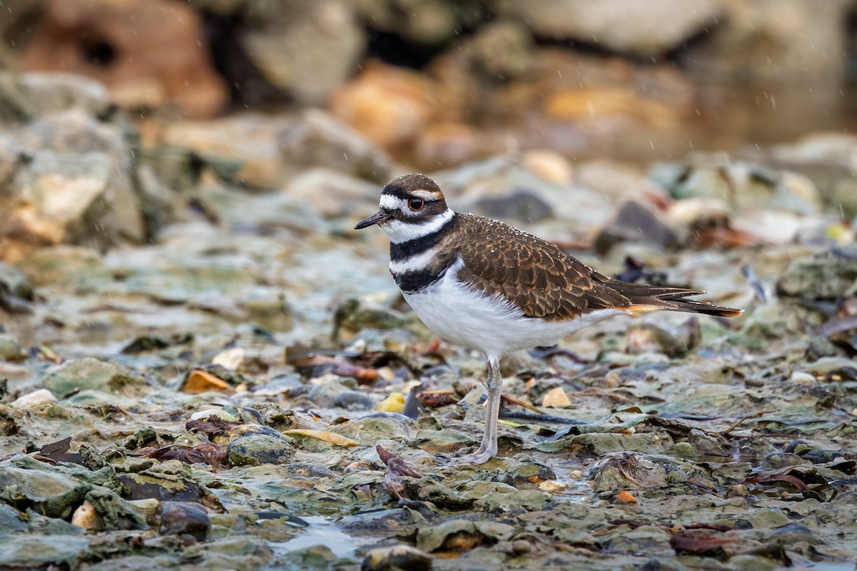 Killdeer - ML645328740