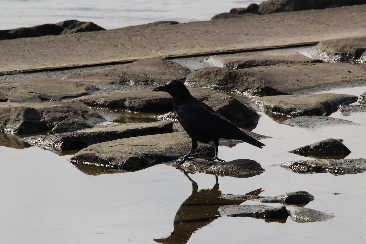 svartkråke - ML645328745