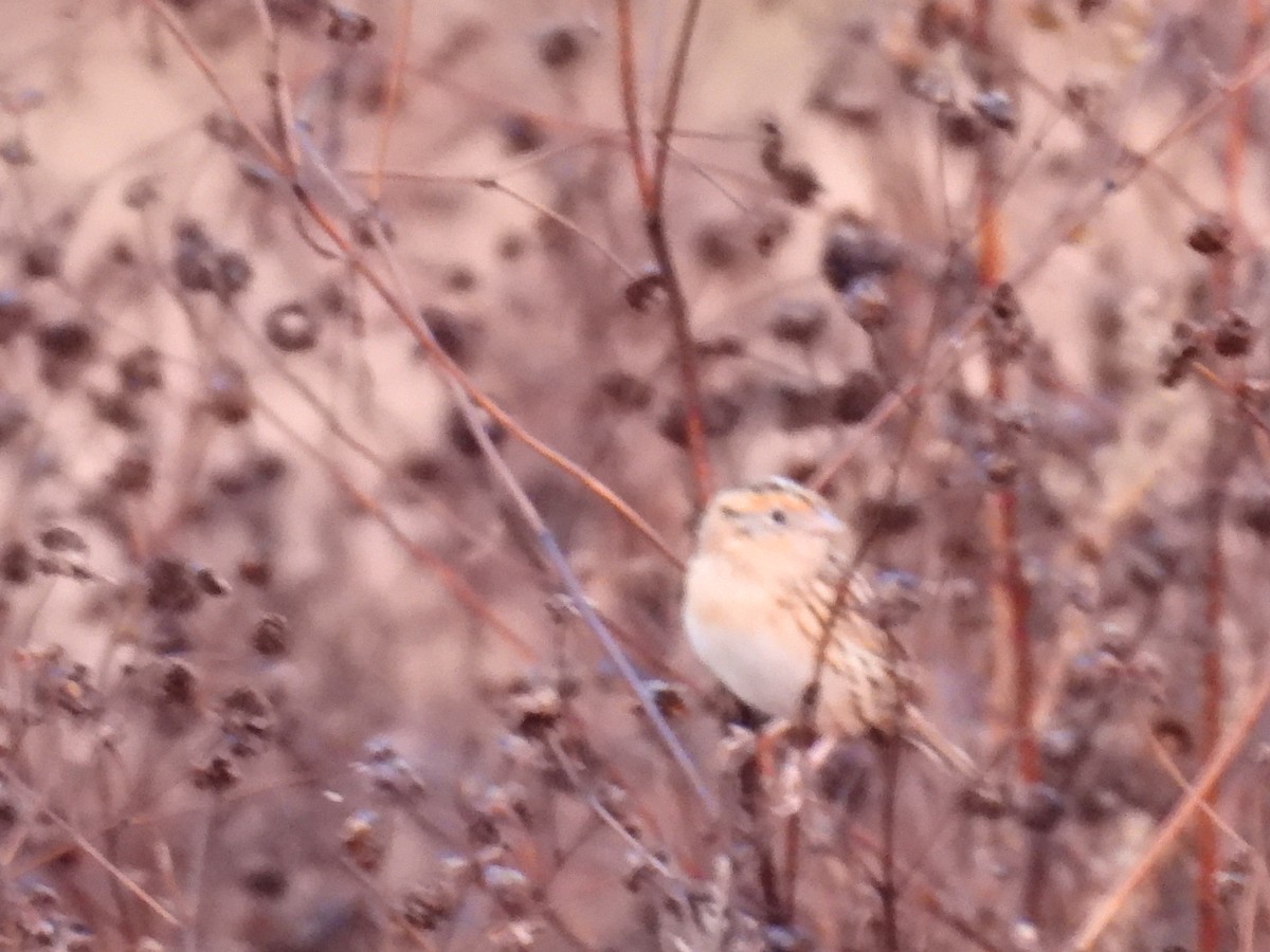 LeConte's Sparrow - ML645328752