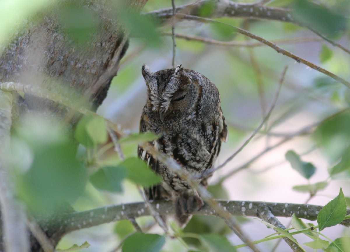 flammeugle - ML645328759