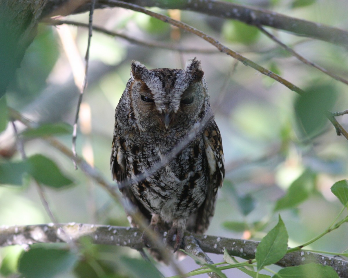 flammeugle - ML645328760