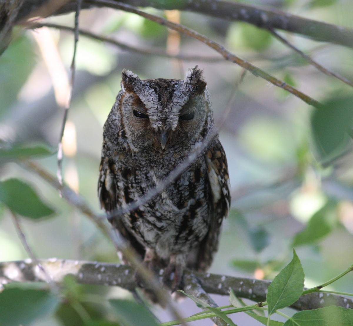 flammeugle - ML645328761