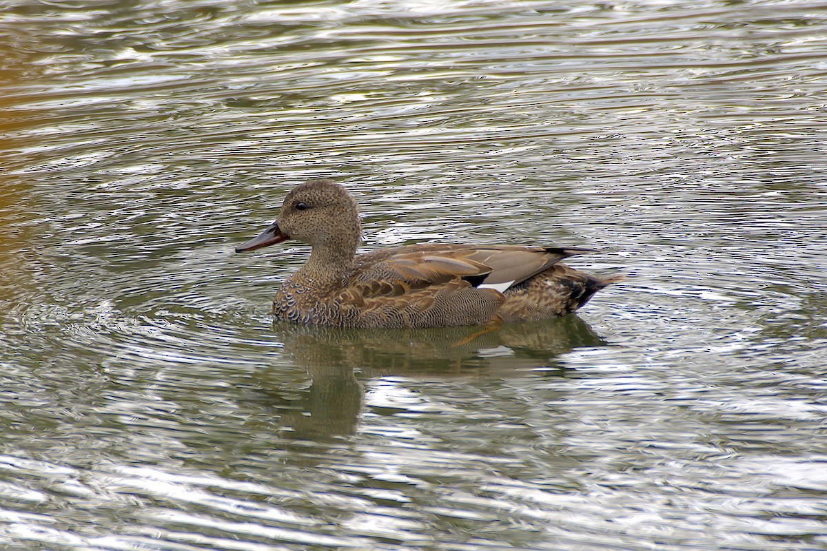 kopřivka obecná - ML645328770