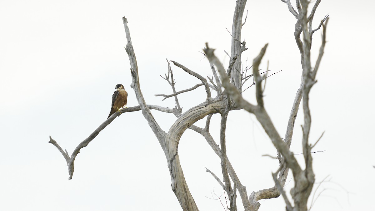Australian Hobby - ML645328772