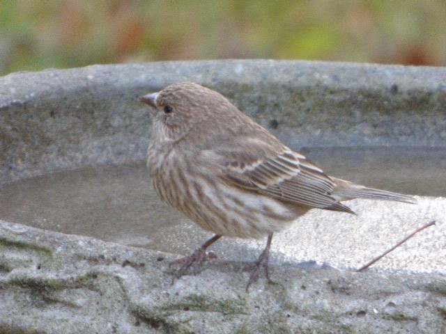 House/Purple Finch - ML645328780