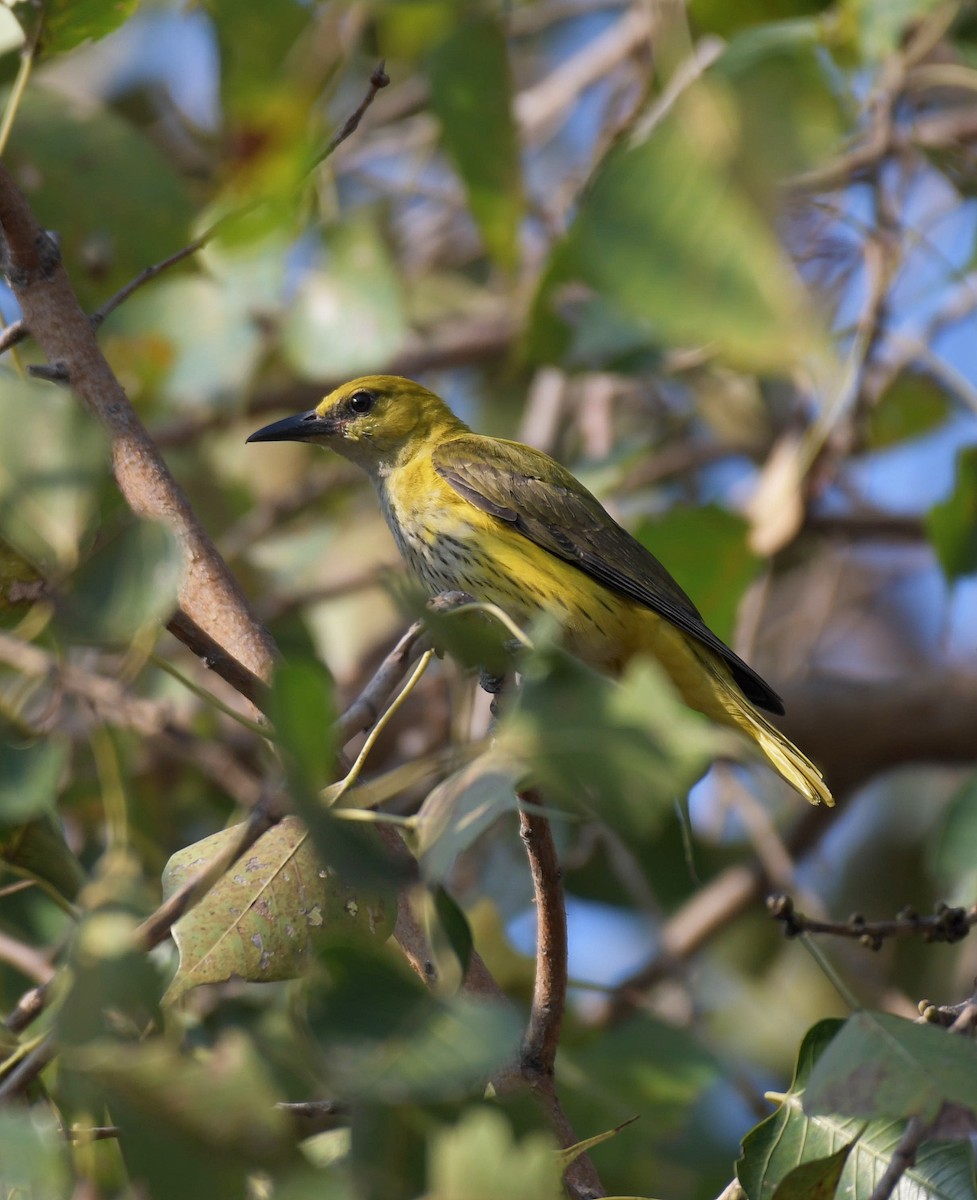 Indian Golden Oriole - ML645328789