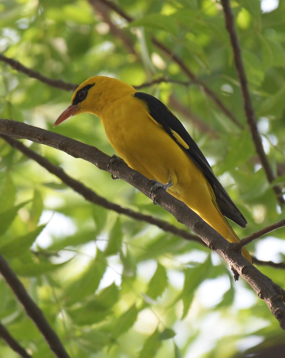 Indian Golden Oriole - ML645328790