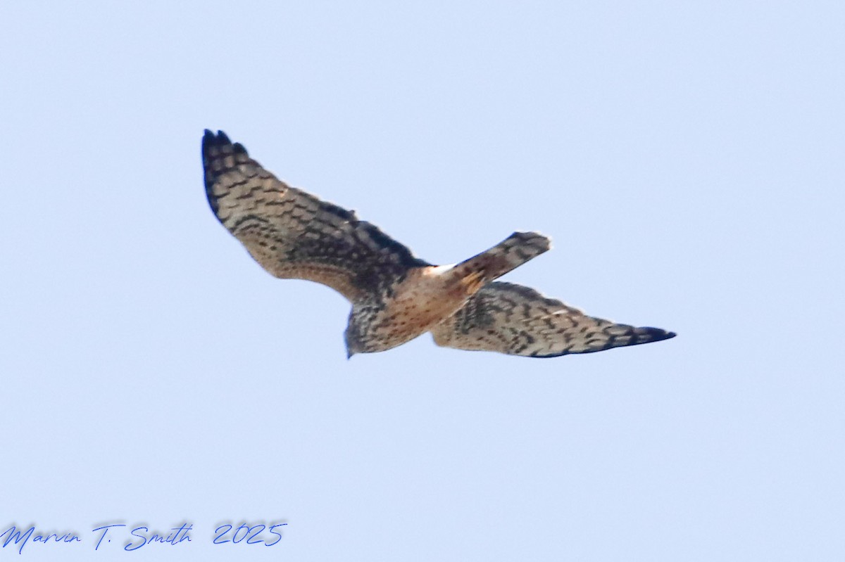 Northern Harrier - ML645328798