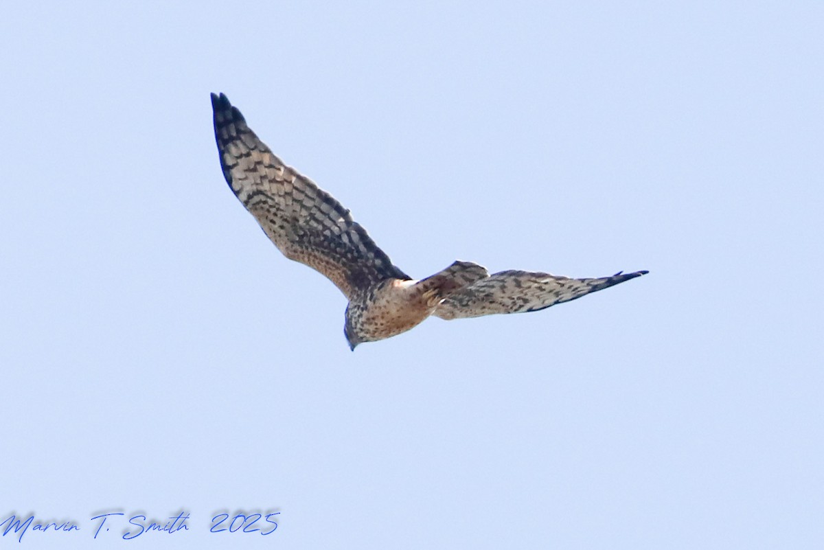 Northern Harrier - ML645328799
