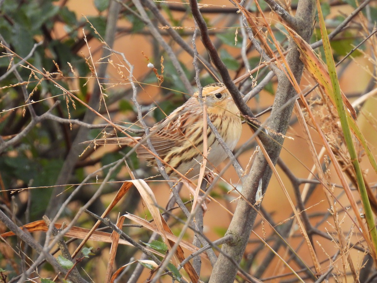 LeConte's Sparrow - ML645328800