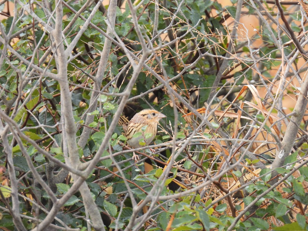 LeConte's Sparrow - ML645328801