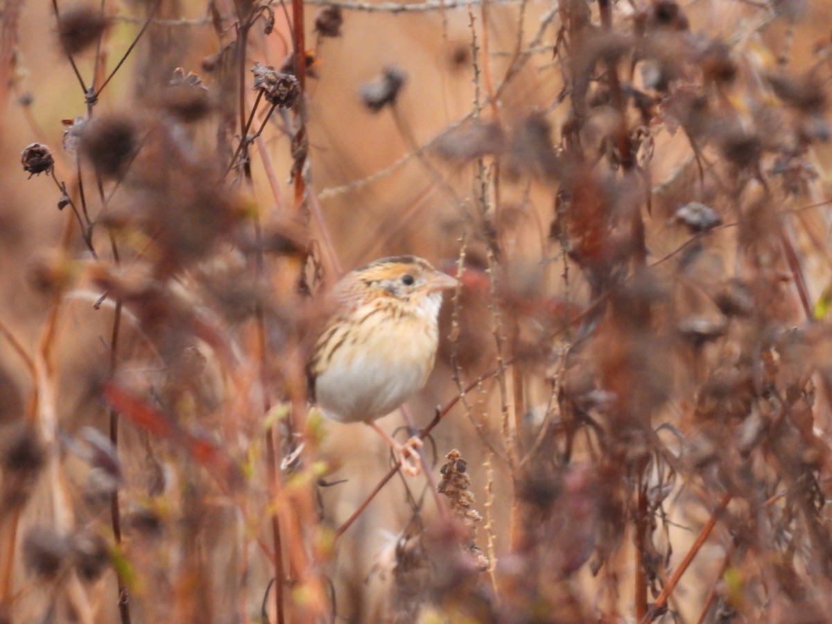 LeConte's Sparrow - ML645328802