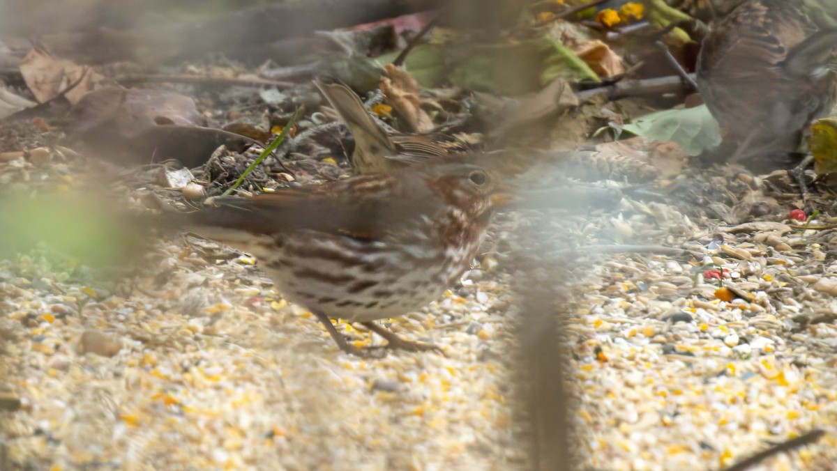 Fox Sparrow - ML645328803
