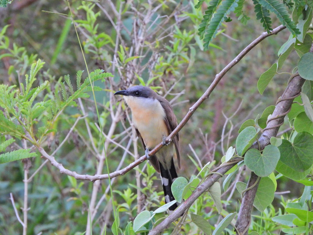 Галапагосская пиайя - ML645328824