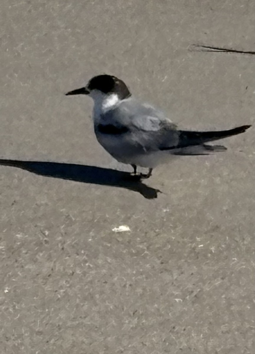 燕鷗 - ML645328828