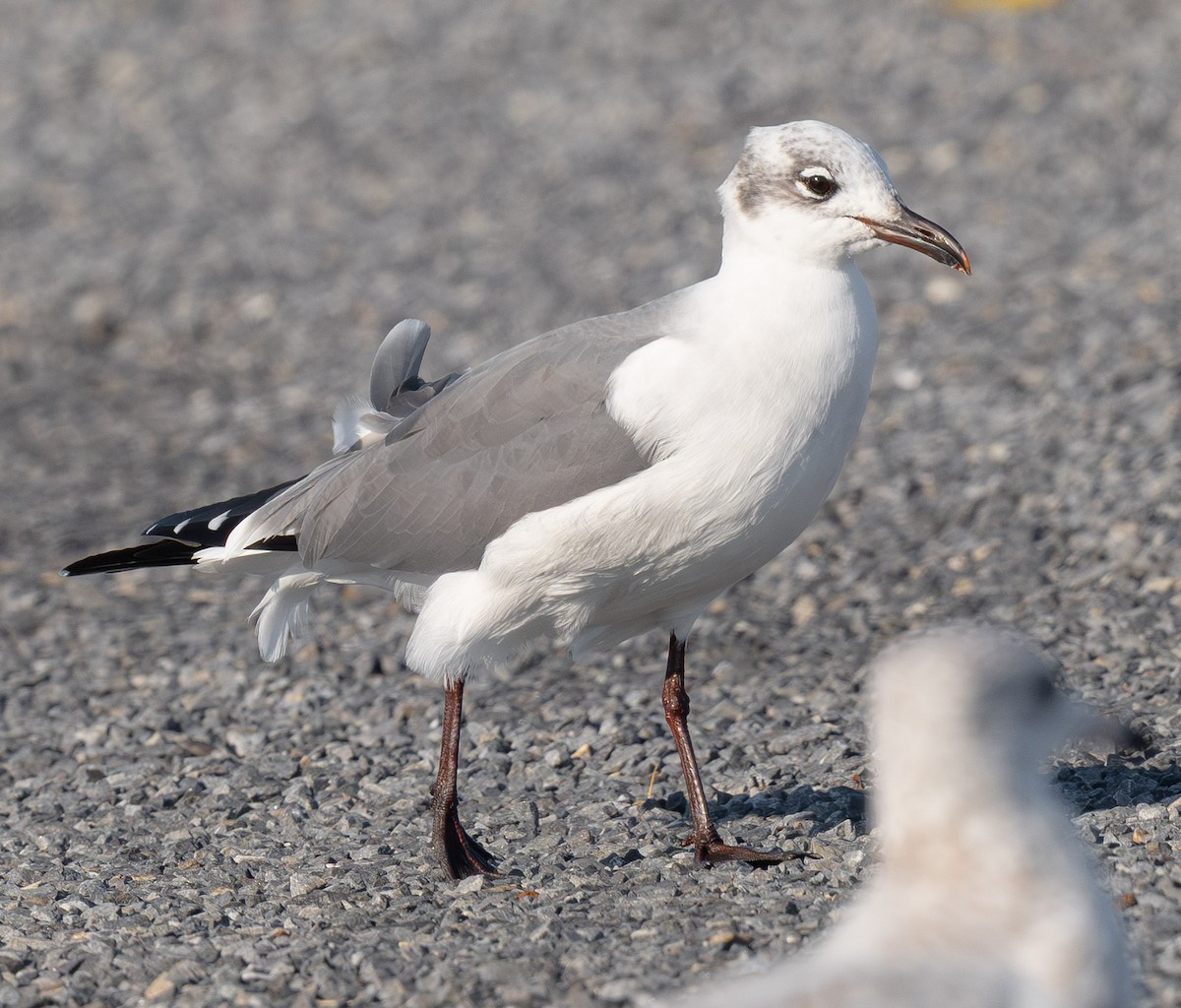 笑鷗 - ML645328830