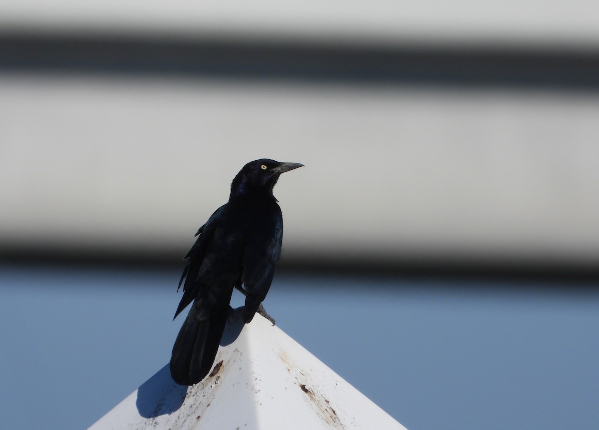 Zanate Marismeño - ML645328841