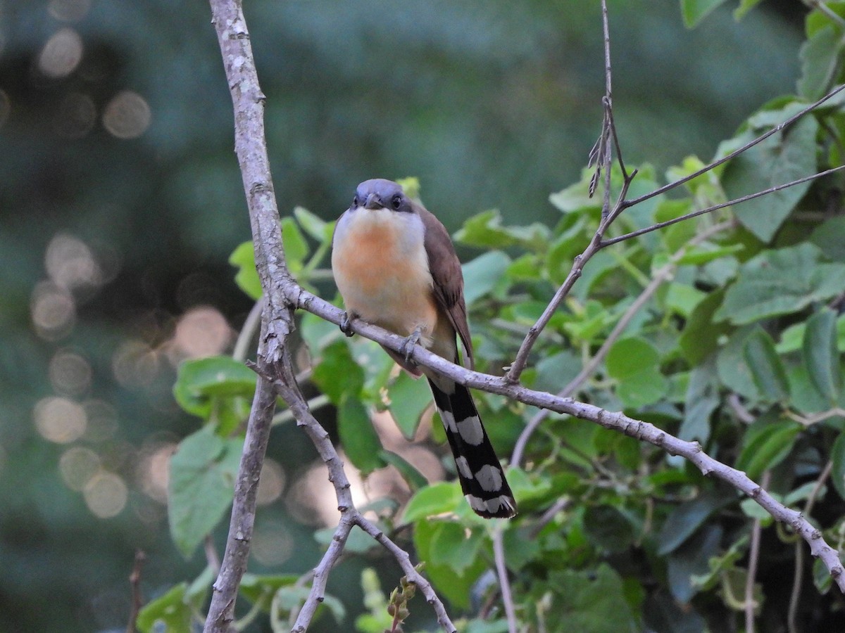 Галапагосская пиайя - ML645328842