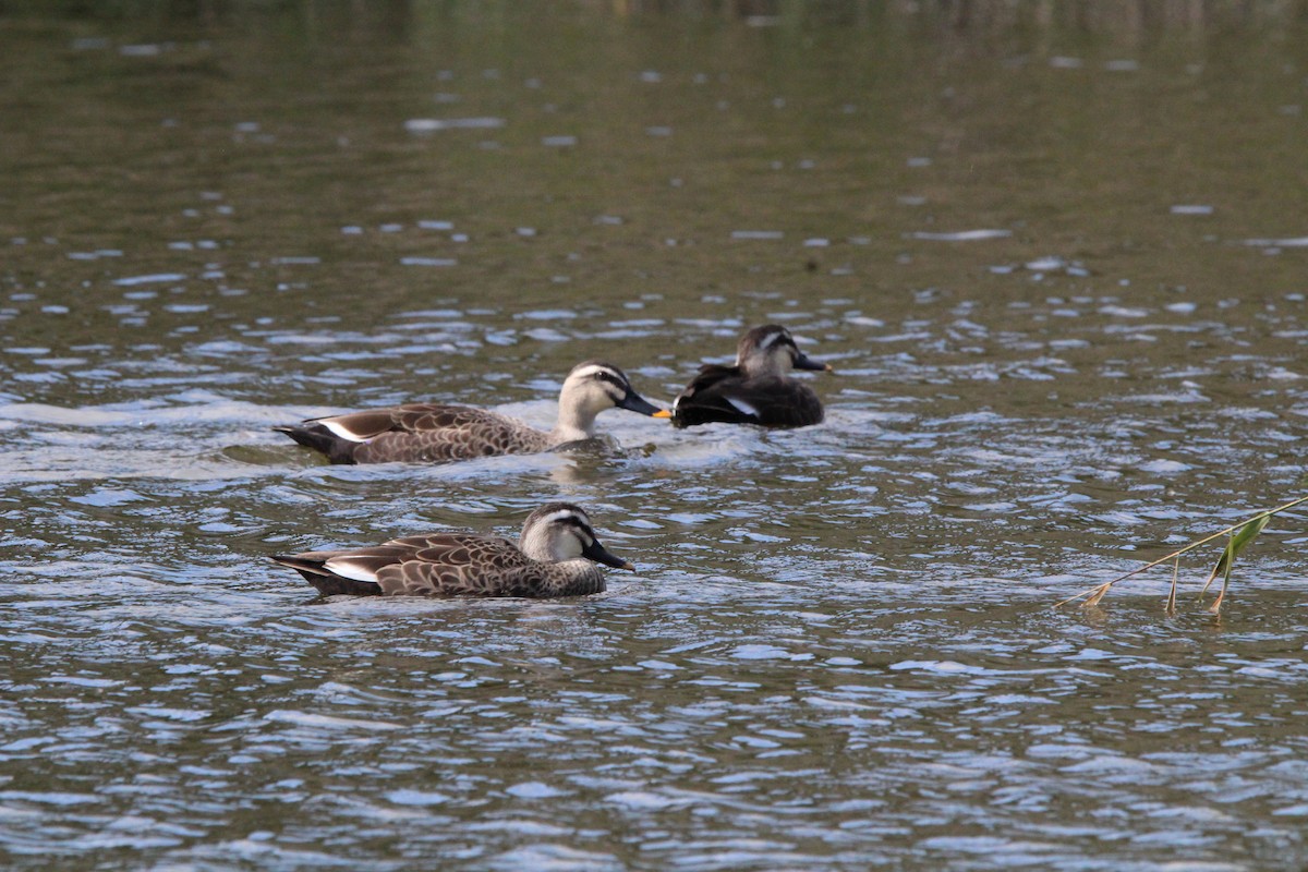 kinaand - ML645328844