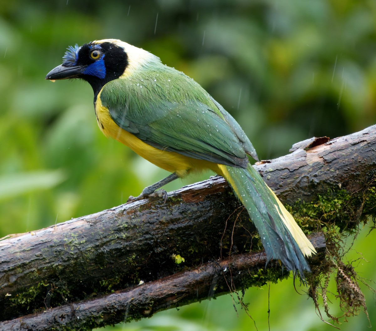 Geai vert - ML645328846