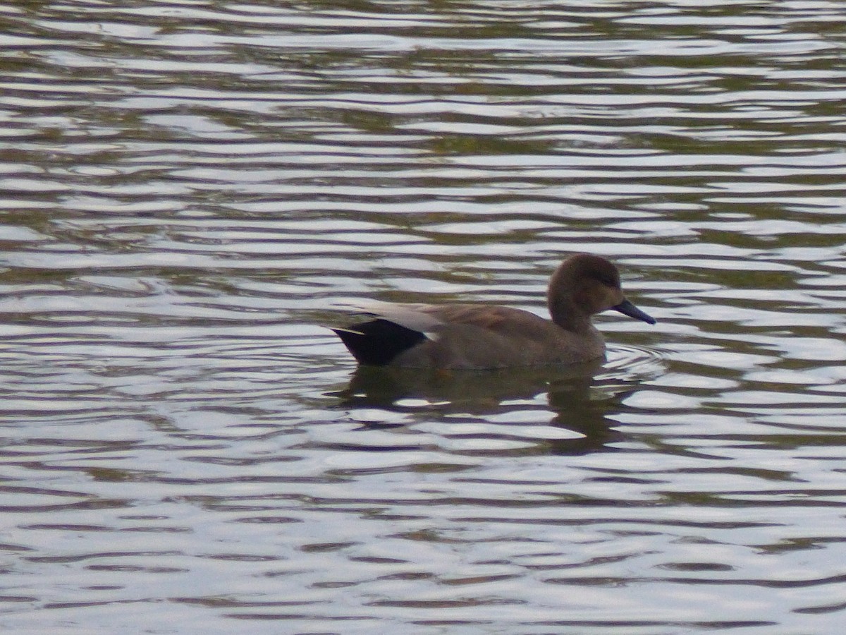 kopřivka obecná - ML645328848