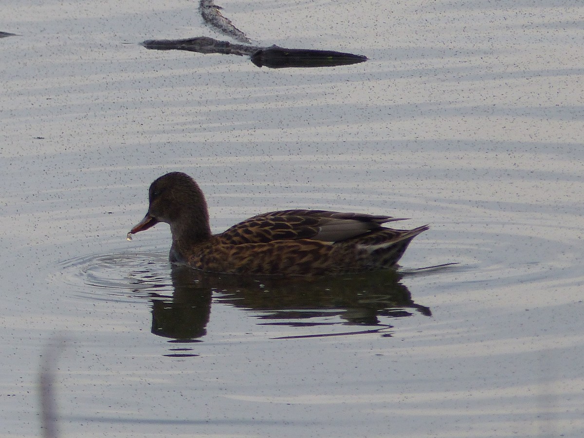 kopřivka obecná - ML645328849