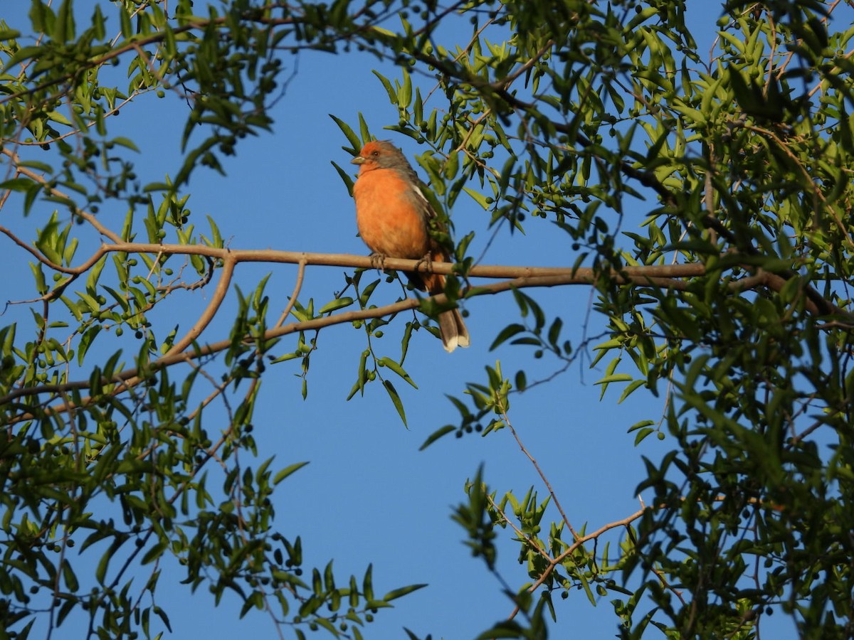 Рара червоновола - ML645328851