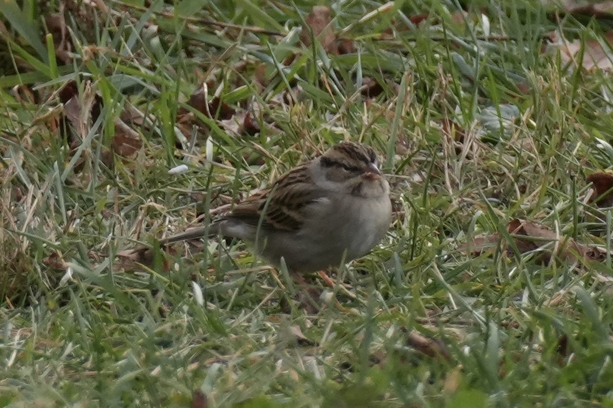 Chipping Sparrow - ML645328861