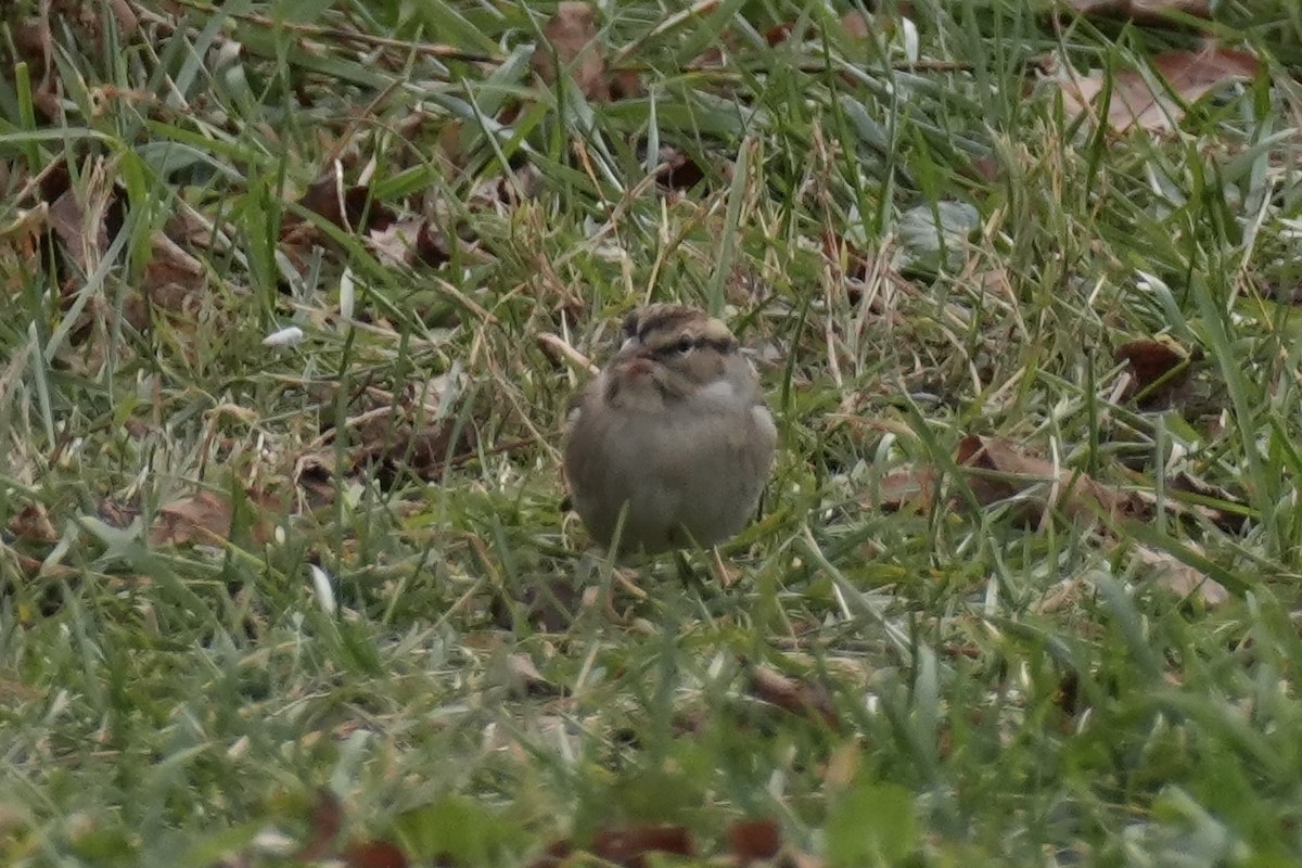 Chipping Sparrow - ML645328862