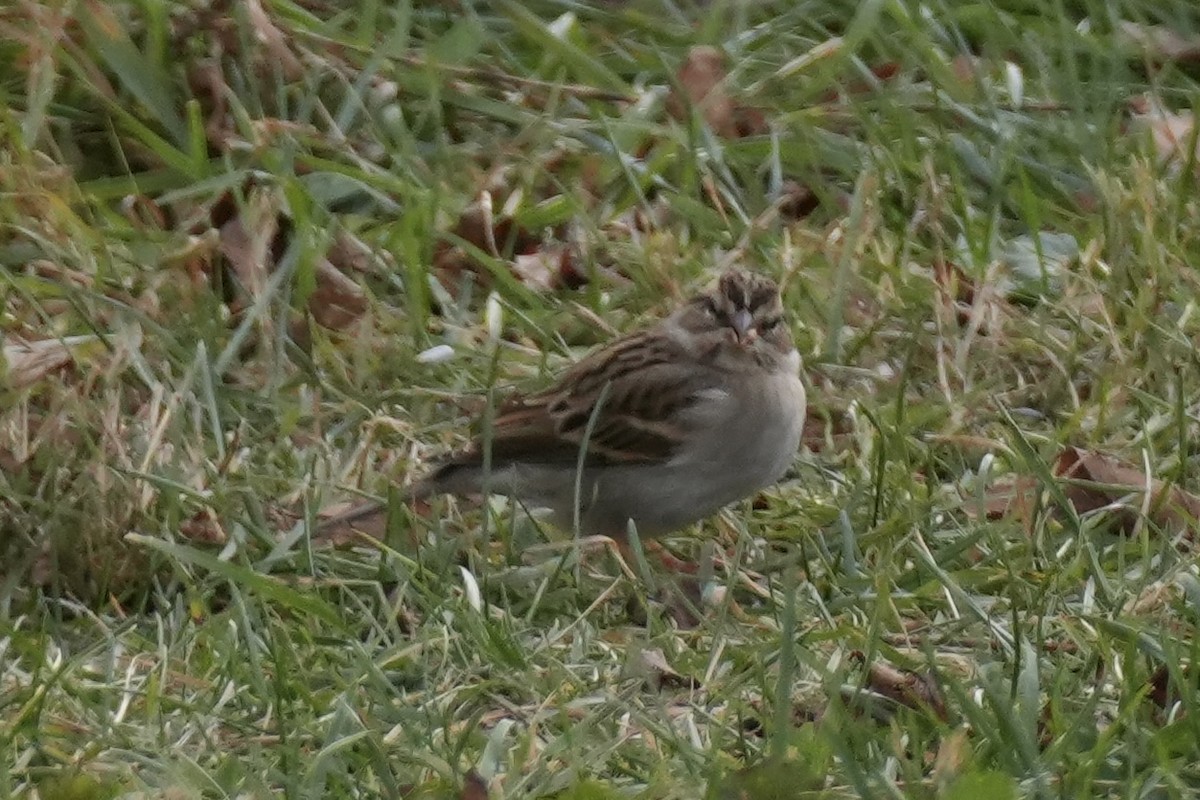 Chipping Sparrow - ML645328863