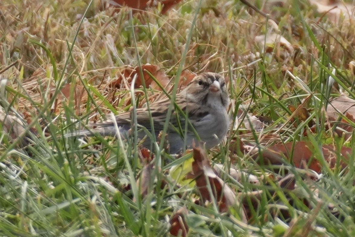Chipping Sparrow - ML645328864