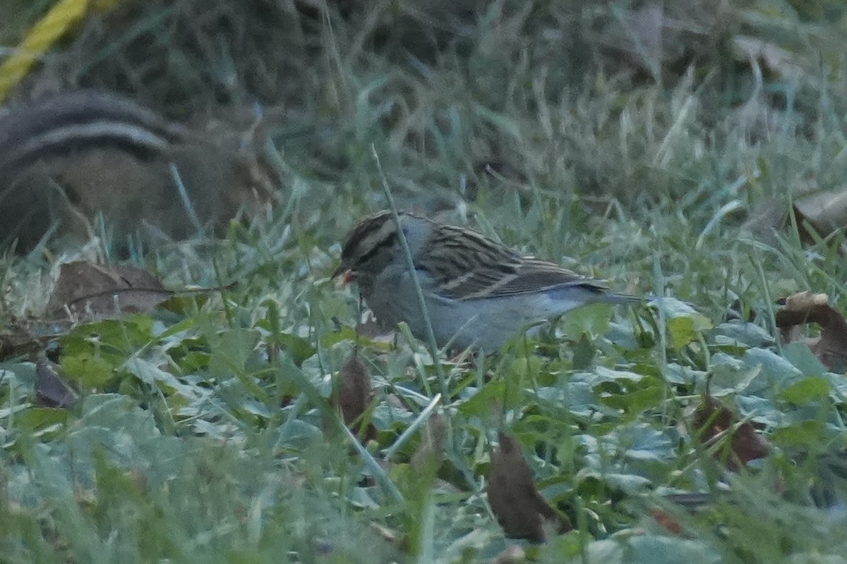 Chipping Sparrow - ML645328865