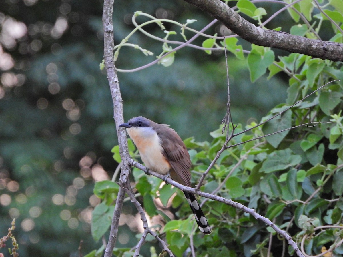 Галапагосская пиайя - ML645328869
