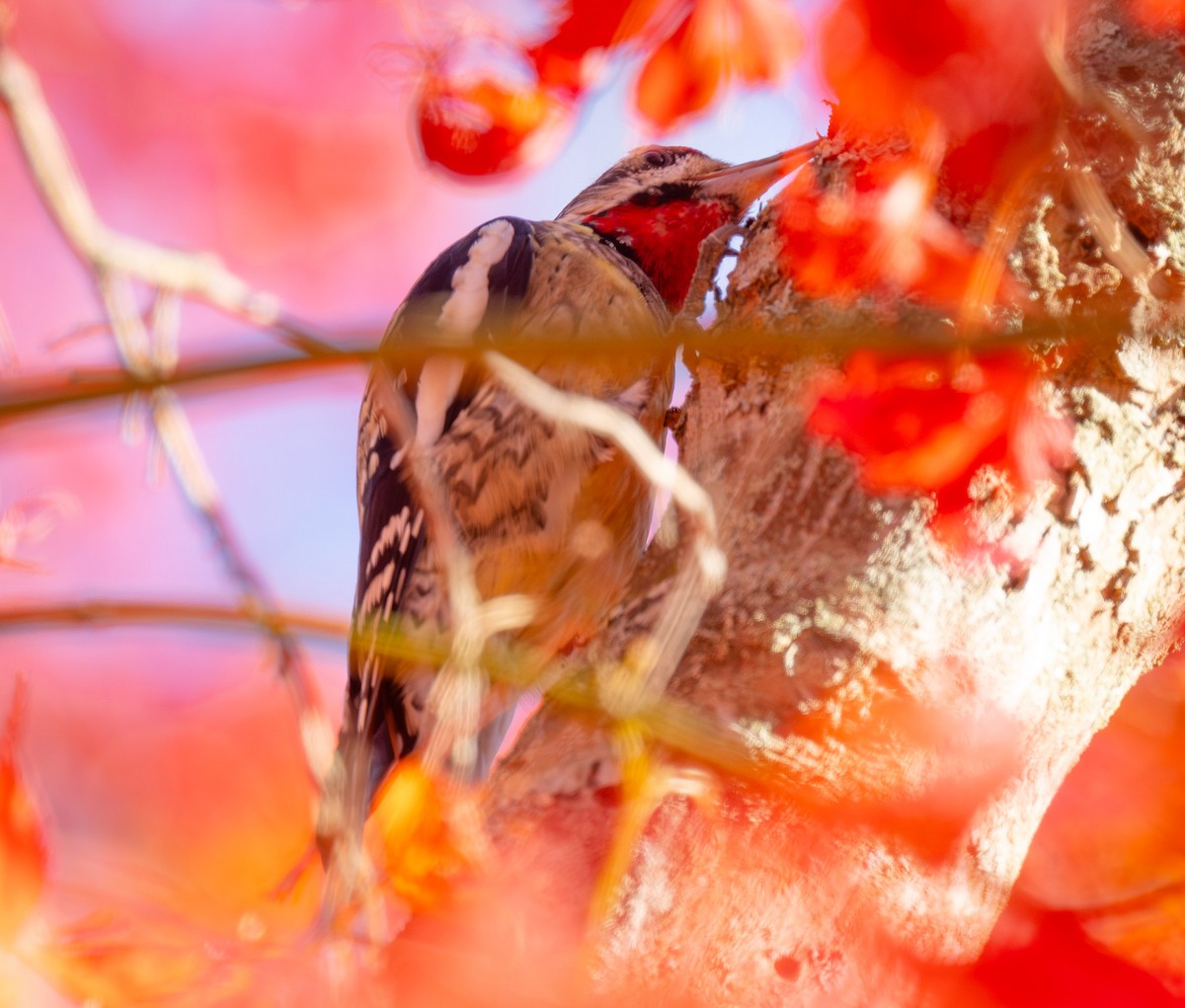 Yellow-bellied Sapsucker - ML645328872