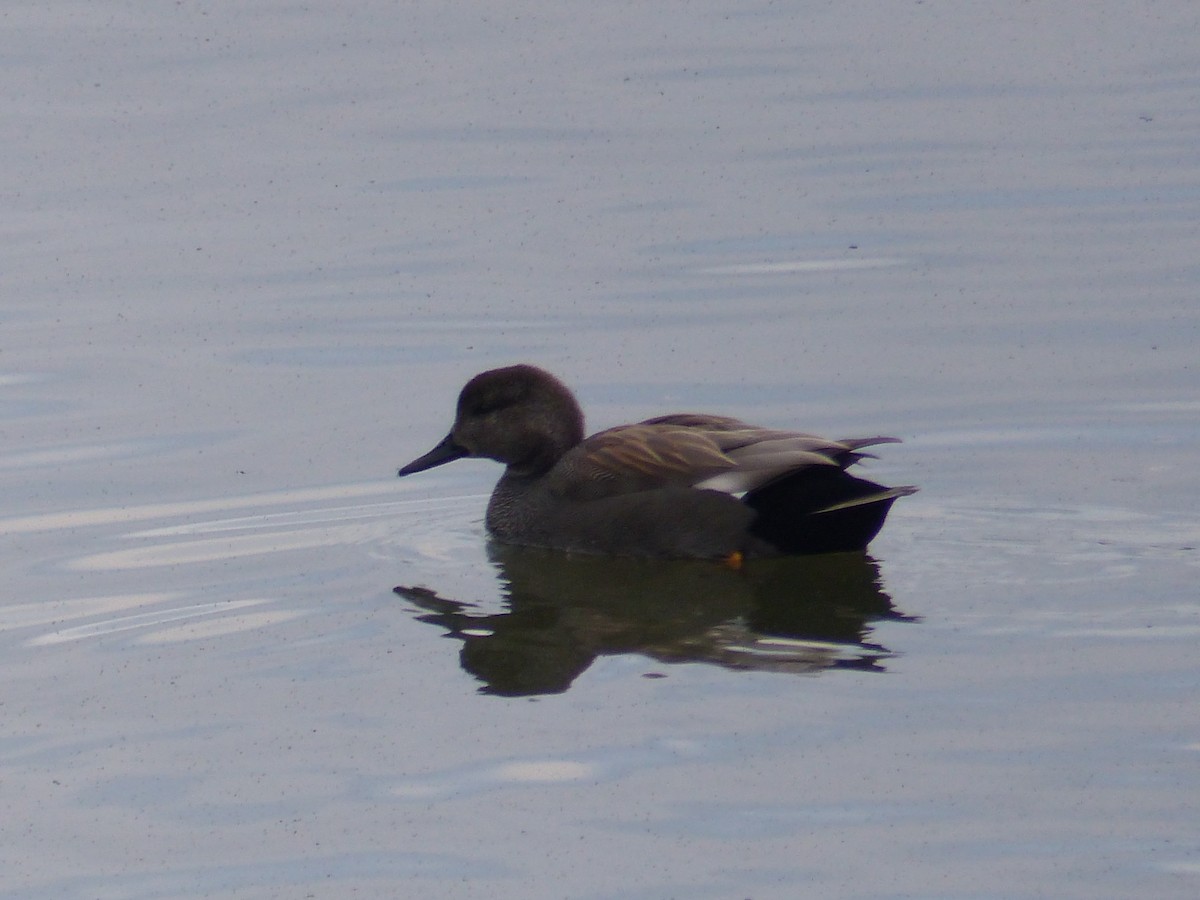 kopřivka obecná - ML645328875