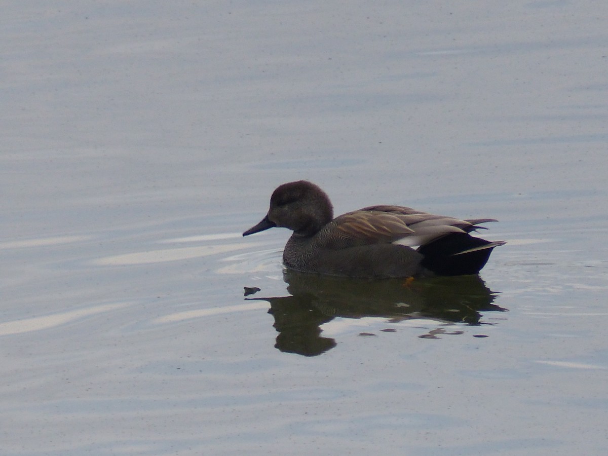kopřivka obecná - ML645328876