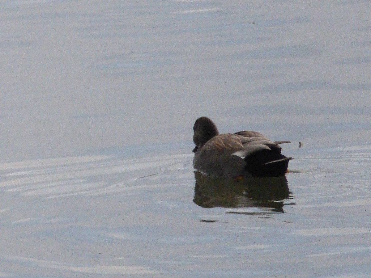 kopřivka obecná - ML645328878