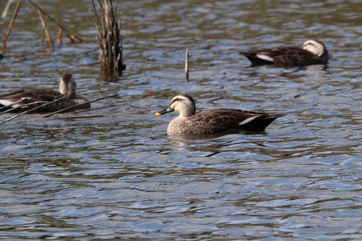 kinaand - ML645328881