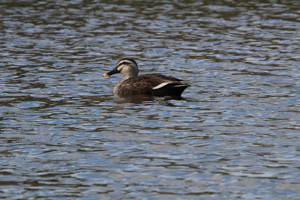 kinaand - ML645328884