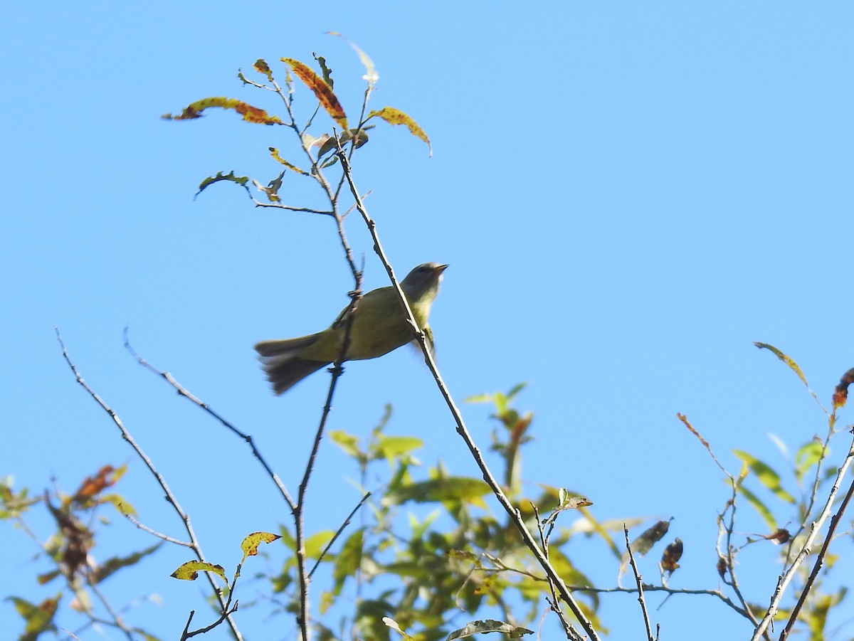 Orange-crowned Warbler - ML645328894