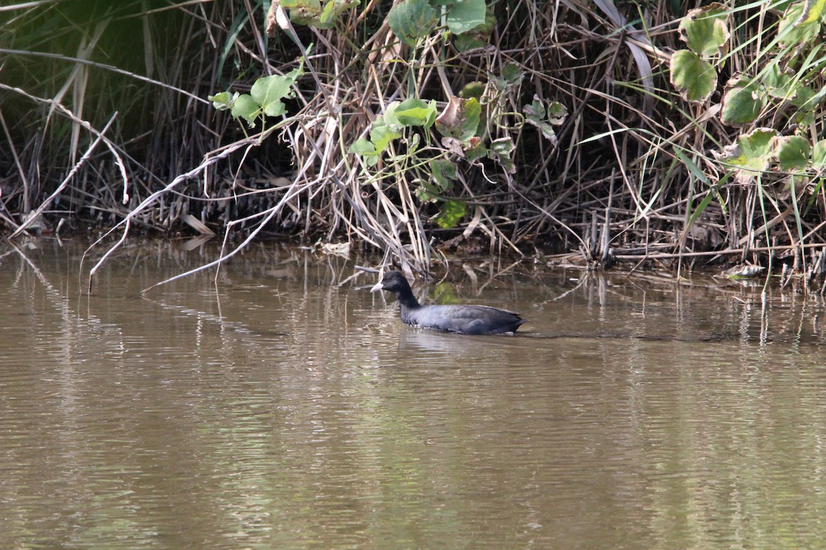 sothøne - ML645328895