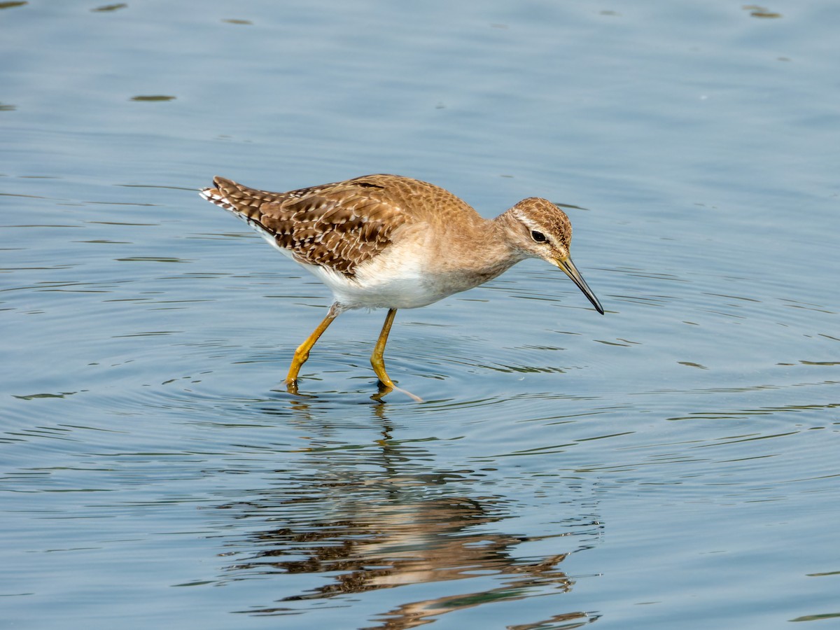 Wood Sandpiper - ML645328896