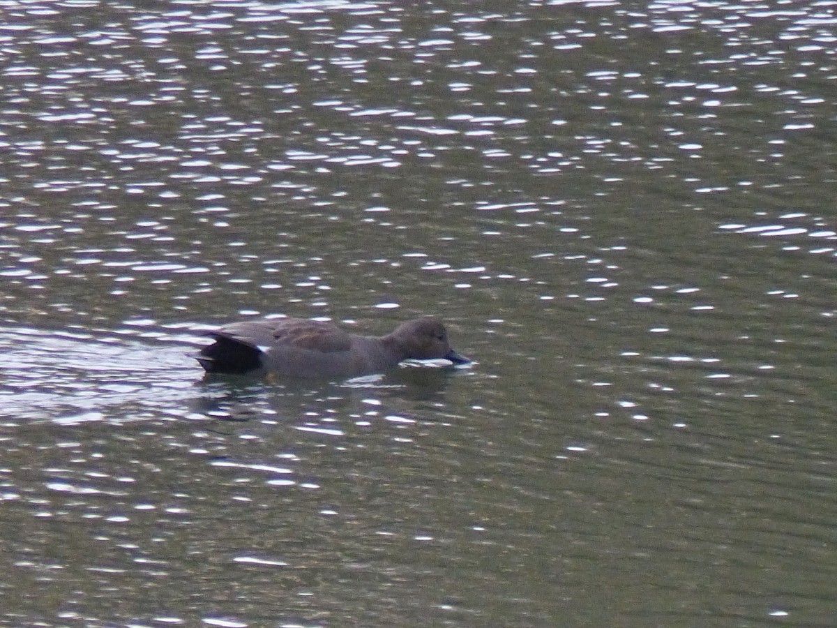 kopřivka obecná - ML645328898