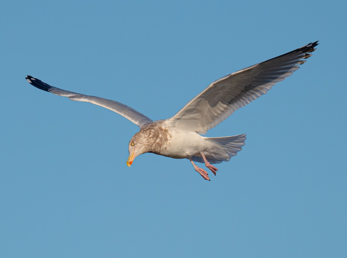 American Herring Gull - ML645328900